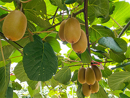 爱游戏体育平台基地展示四